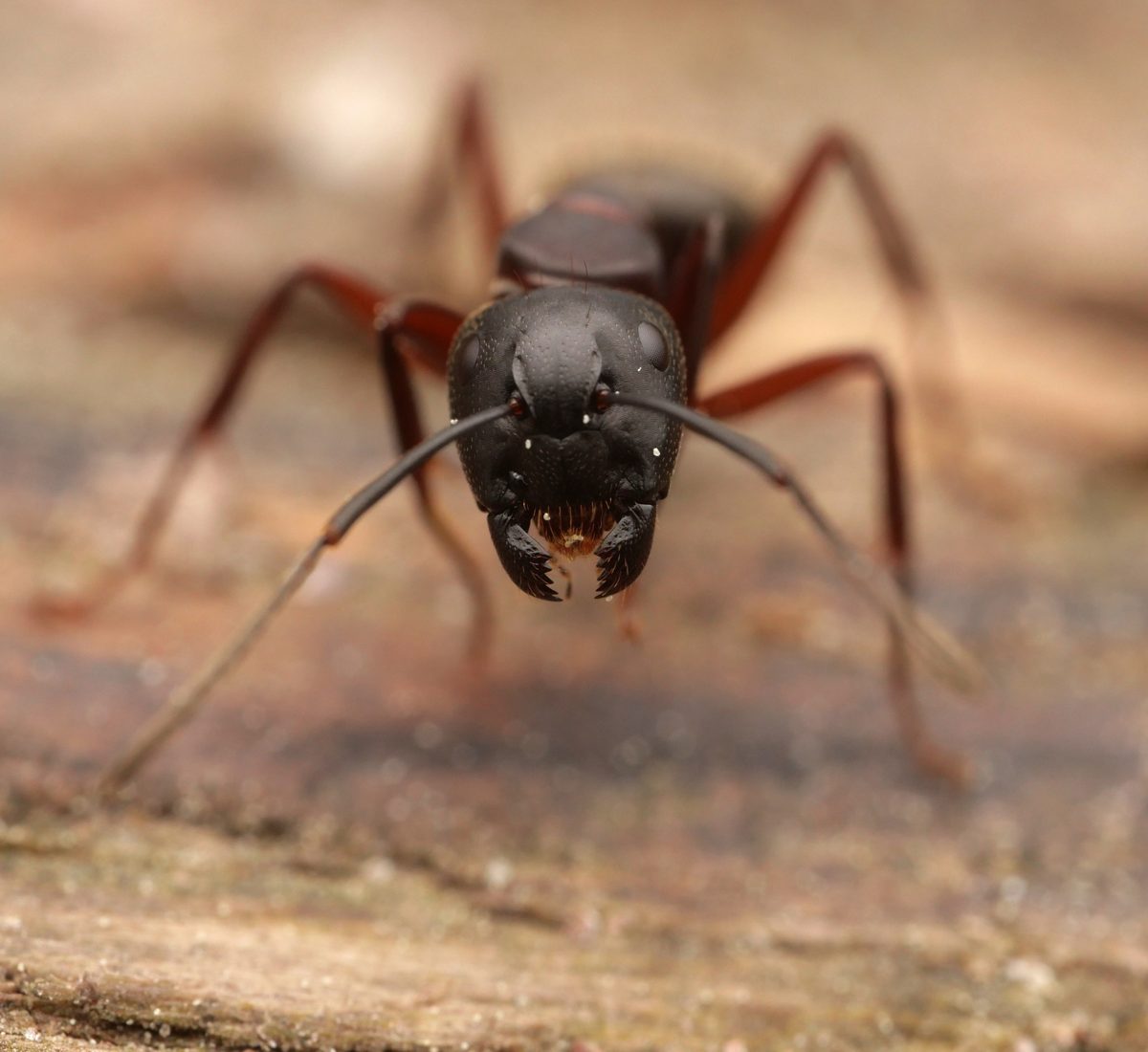 Hevosmuurahainen (Camponotus herculeanus) edestä kuvattuna