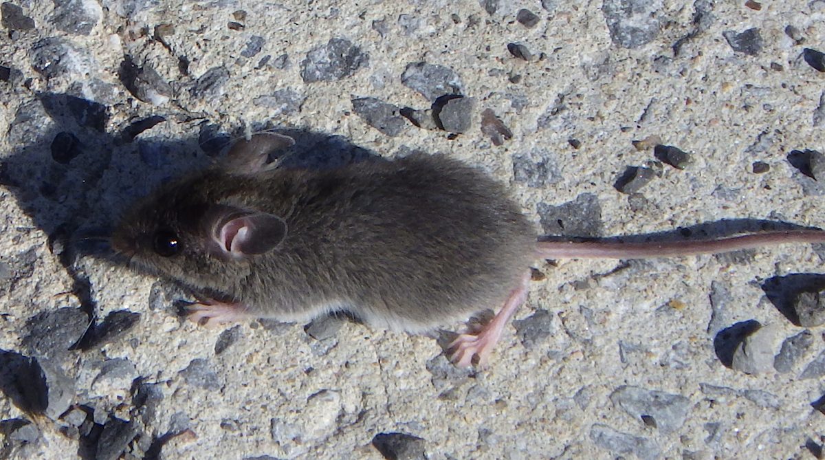 Kotihiiri (Mus musculus) betonipinnalla ylhäältä viistosti kuvattuna, pitkä paljas häntä näkyvissä