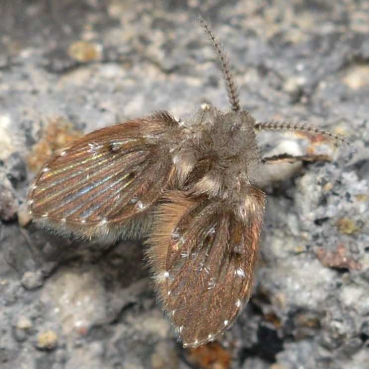 Viemärikärpänen (Clogmia albipunctata) karvaisine siipineen pinnalla